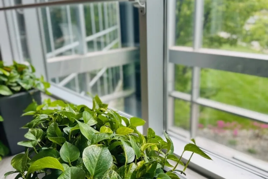 Close-up of leafy potted plants on a windowsill with building and lawn outside.